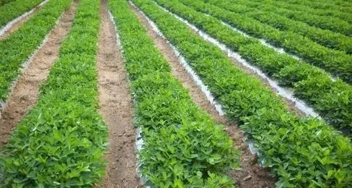 花生拌种剂.webp.jpg 花生拌种剂.webp.jpg