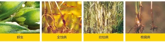 花生拌种剂.png 花生拌种剂.png