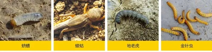 花生拌种剂6.png 花生拌种剂6.png