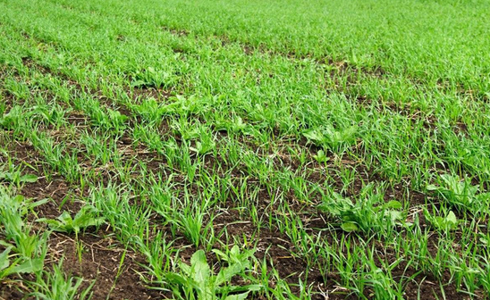 小麦除草剂 小麦除草剂