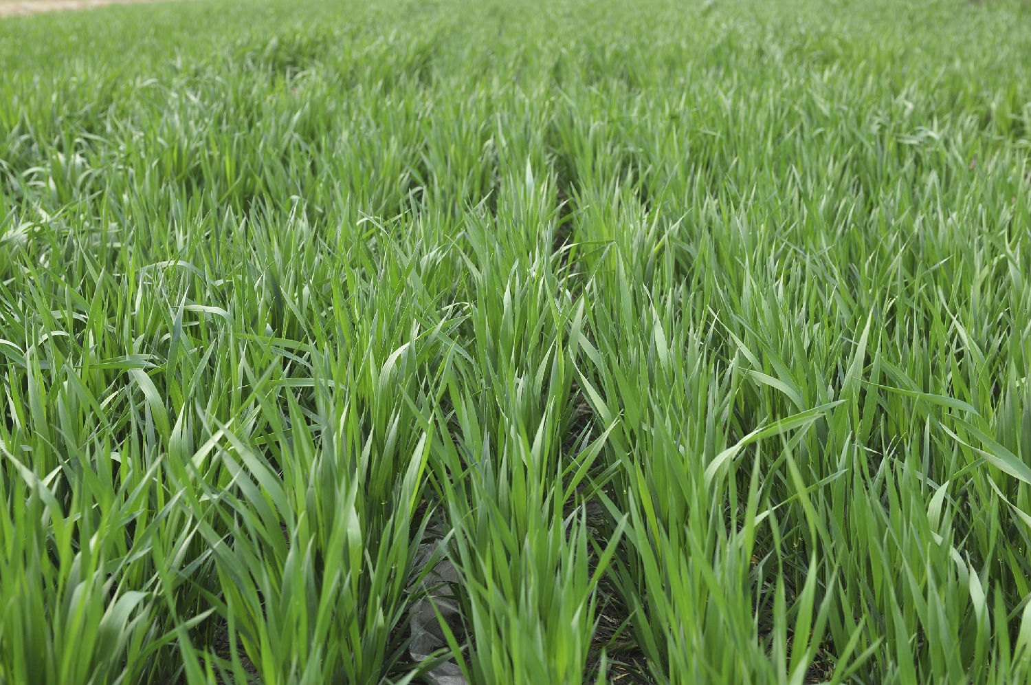 小麦除草剂 小麦除草剂