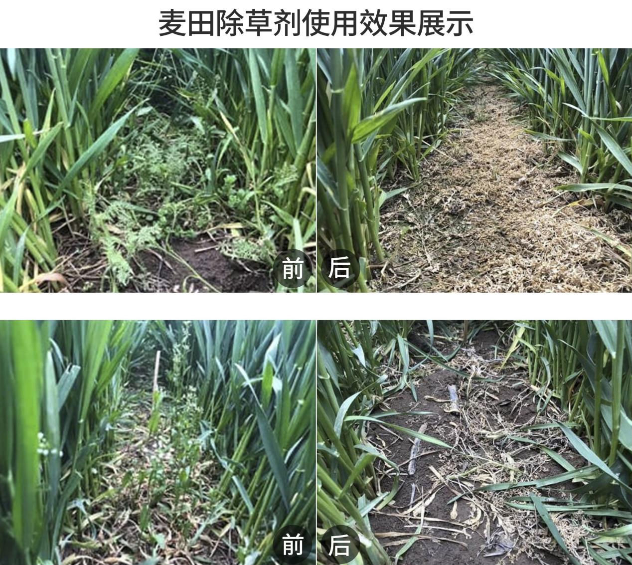 麦田除草剂 麦田除草剂