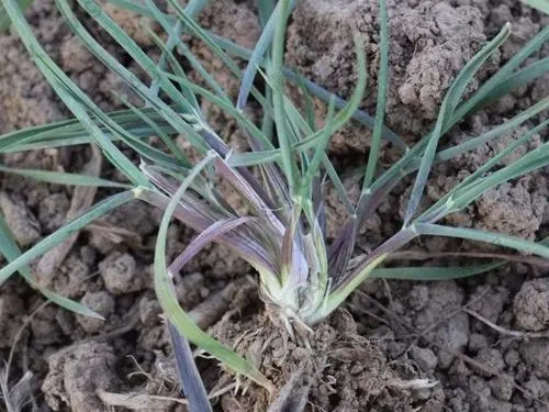 节节麦除草剂 节节麦除草剂