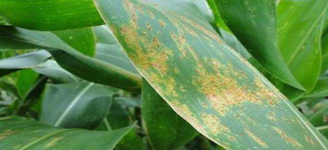 玉米锈病 玉米锈病