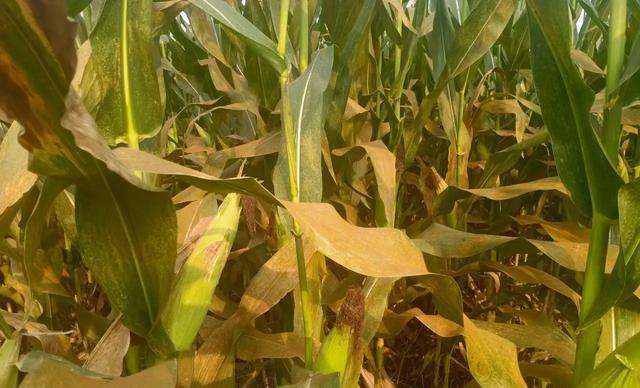 玉米锈病 玉米锈病