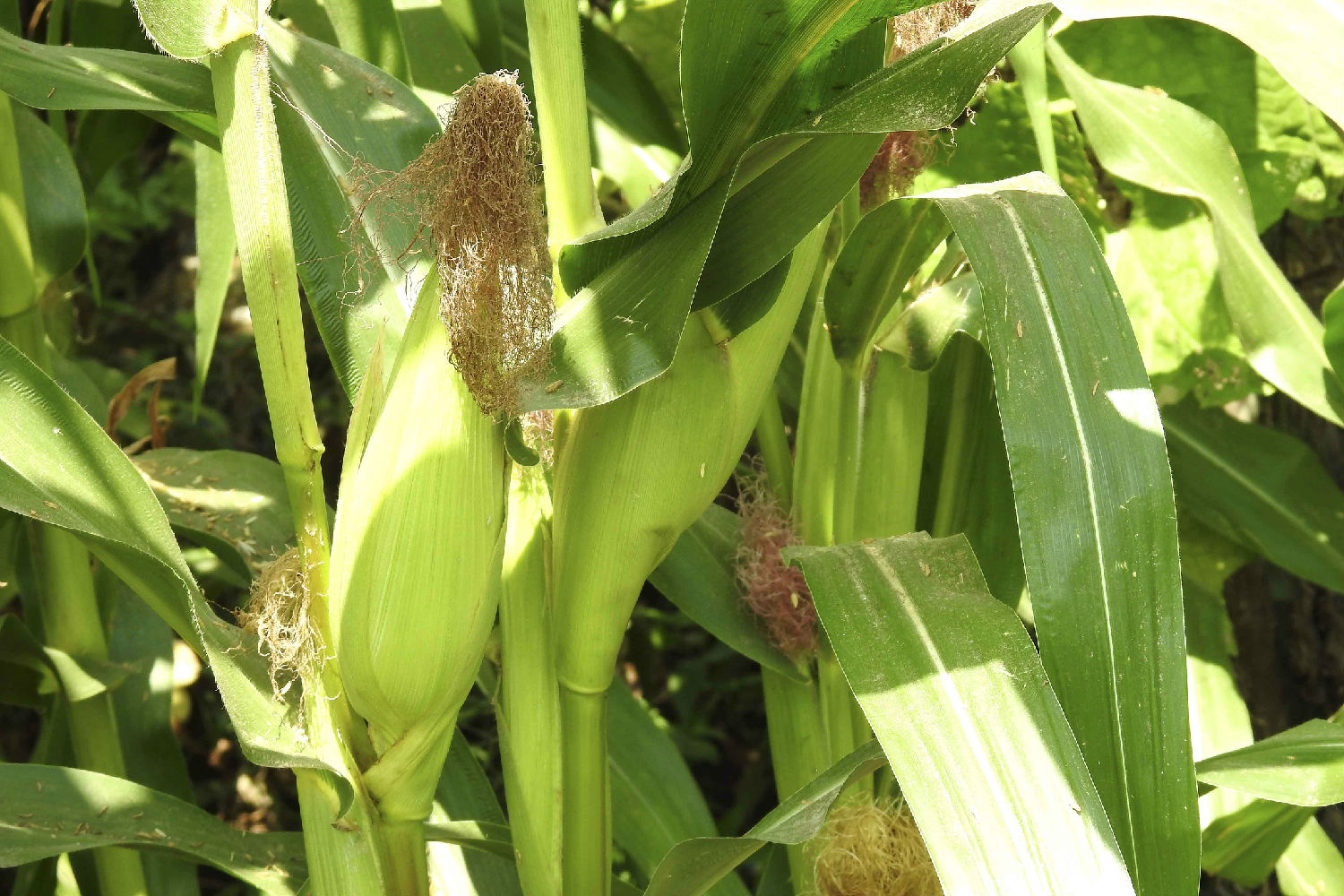 如何有效防治玉米锈病 如何有效防治玉米锈病