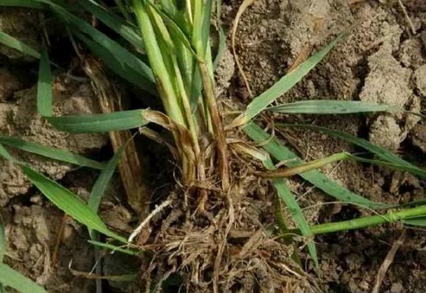 小麦茎基腐病 小麦茎基腐病