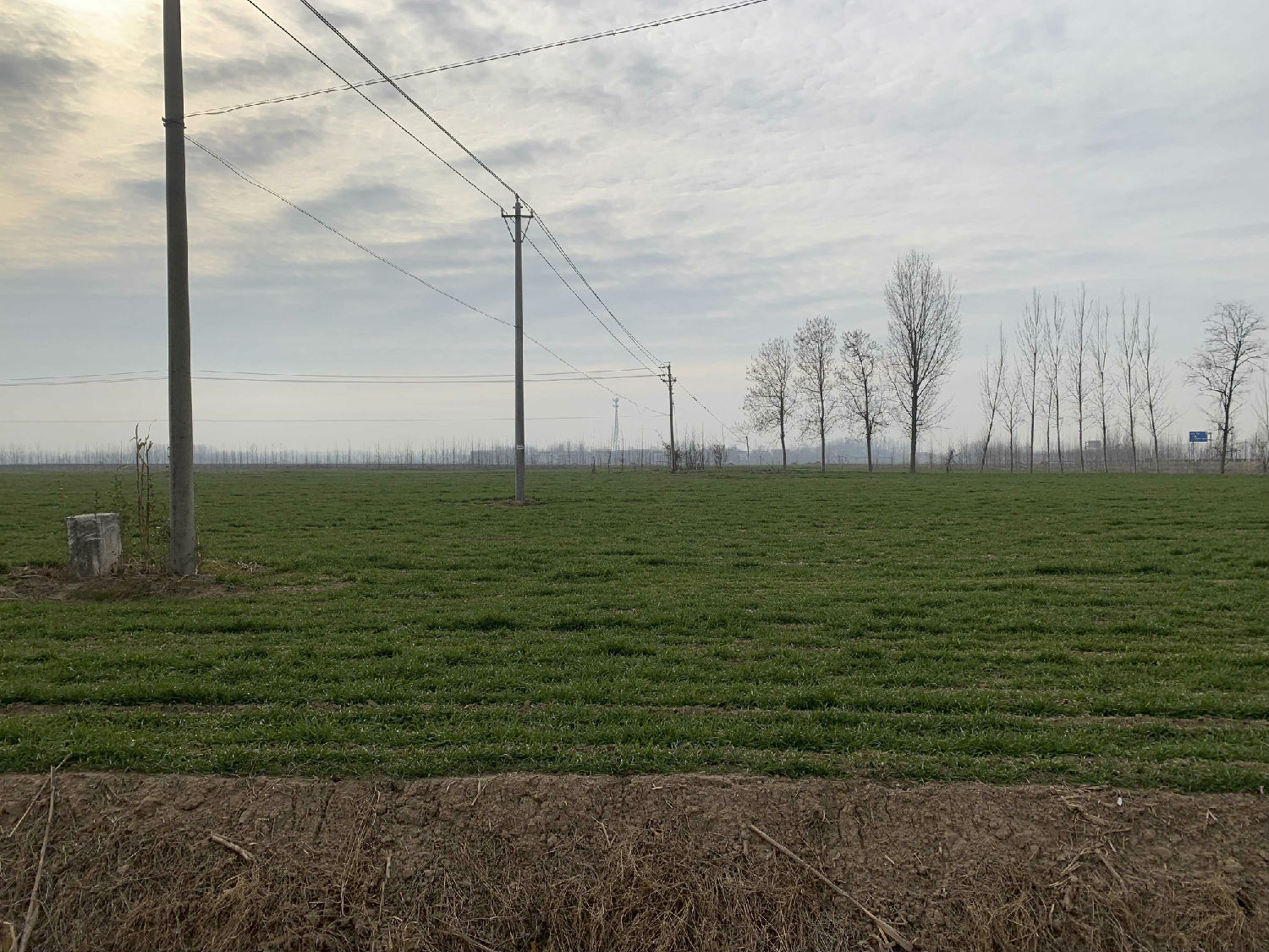 麦田除草剂 麦田除草剂