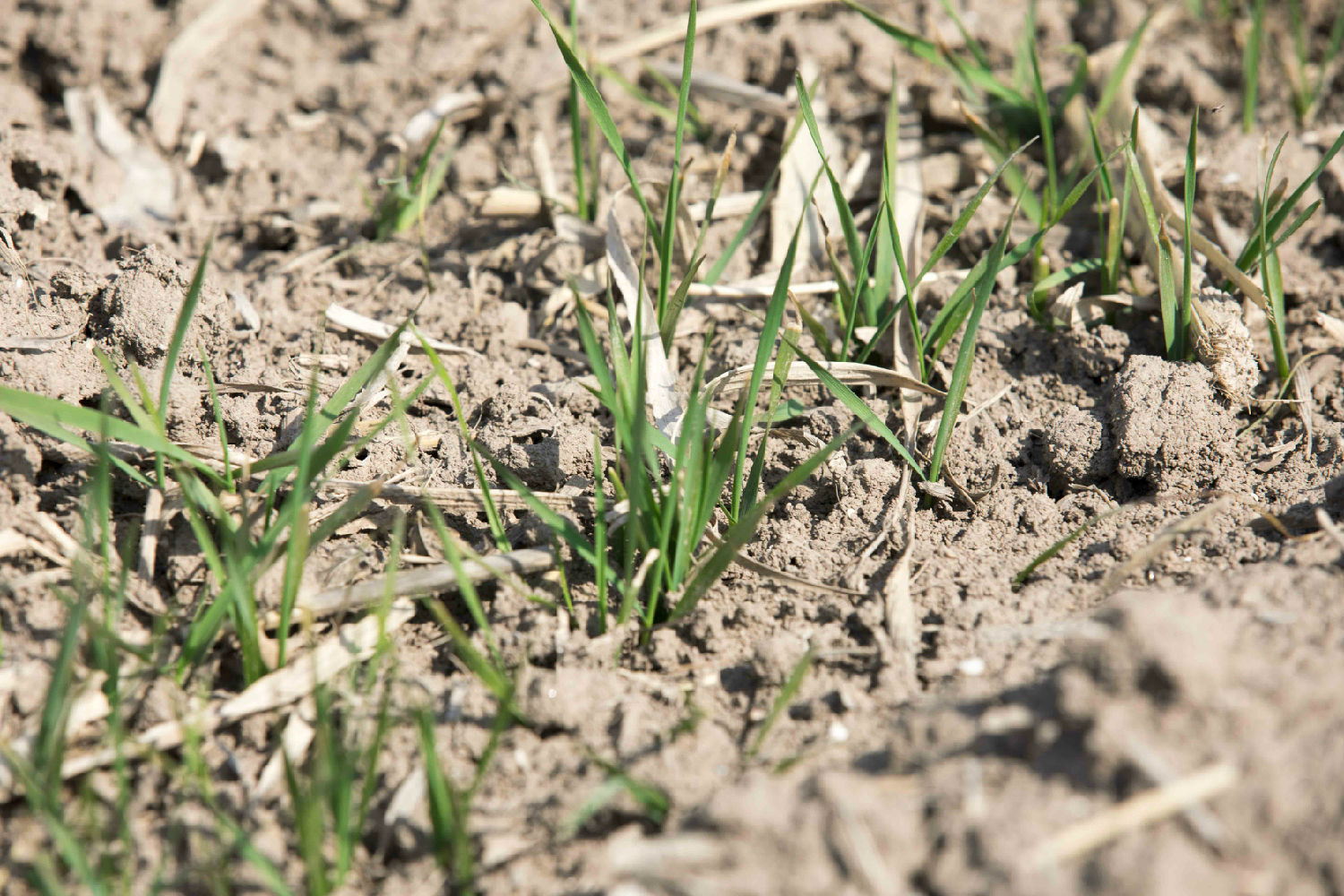 返青期浇水施肥 返青期浇水施肥