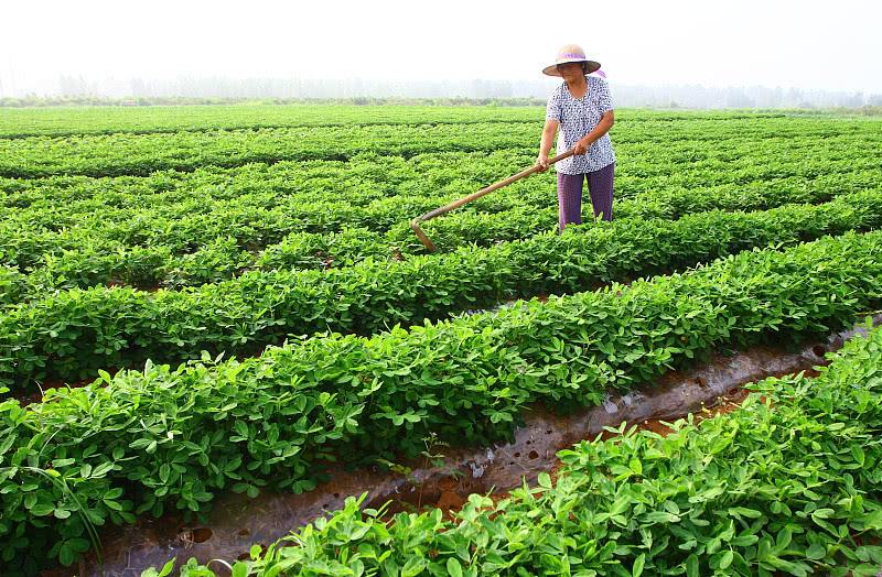 花生拌种 花生拌种