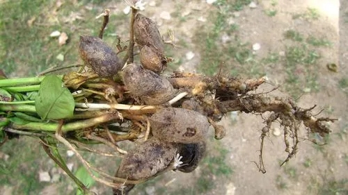花生拌种 花生拌种