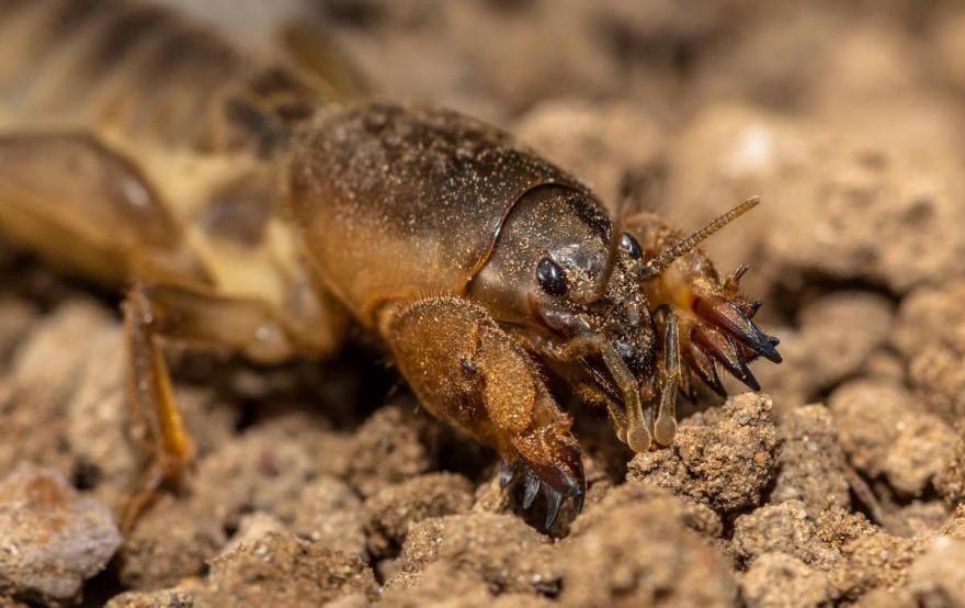 花生拌种 花生拌种