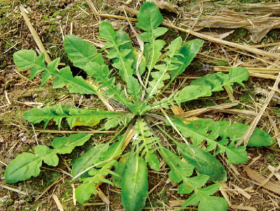 麦田杂草 麦田杂草
