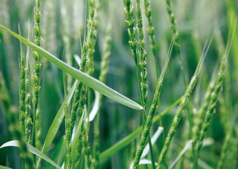 麦田杂草 麦田杂草