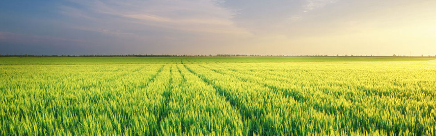 麦田杂草 麦田杂草