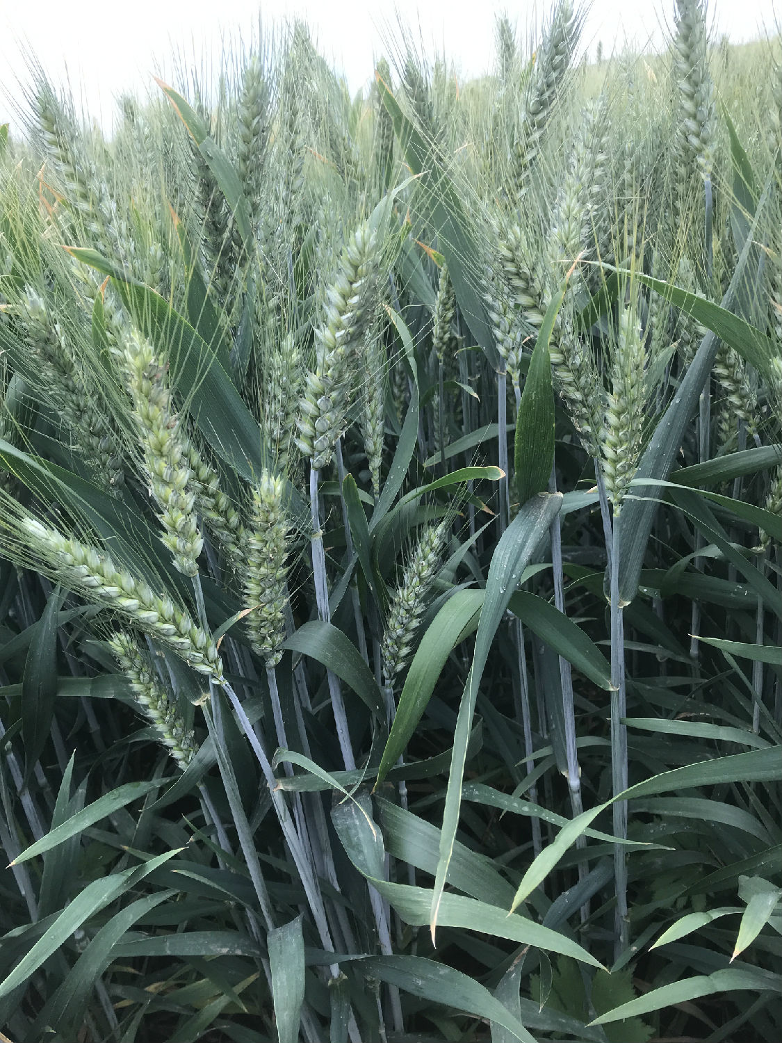 增加小麦产量