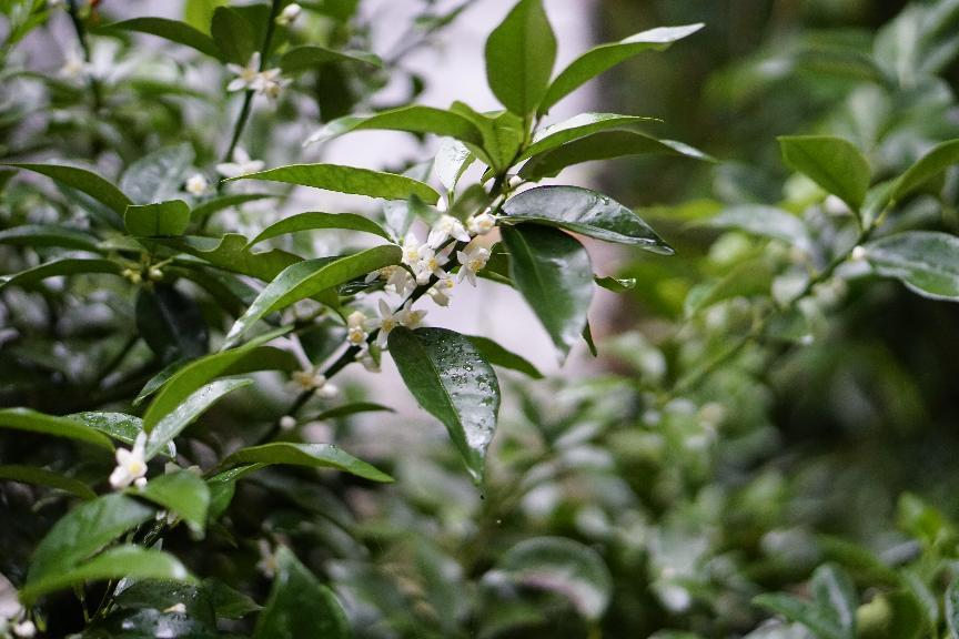 柑橘病虫害 柑橘病虫害