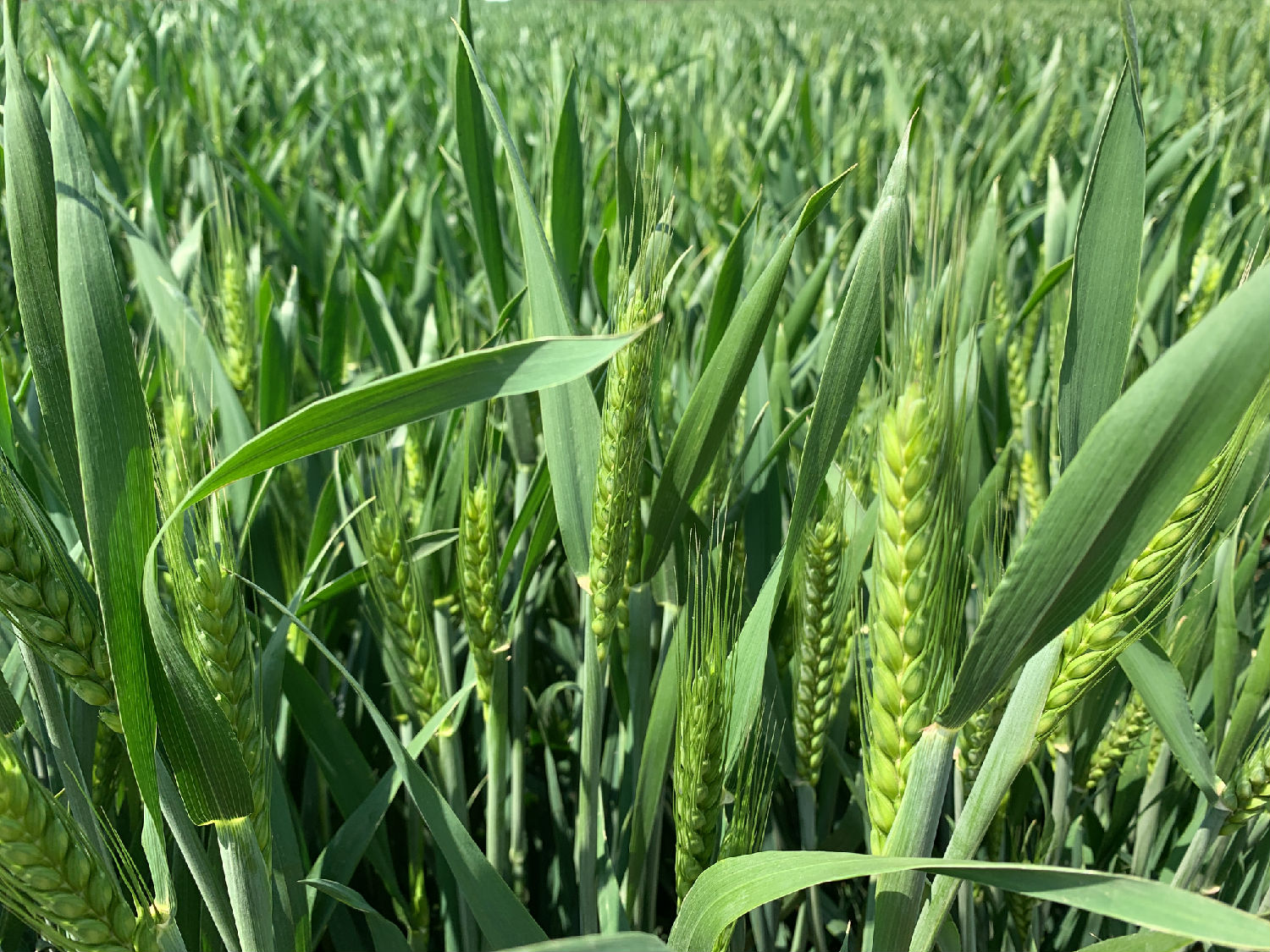 小麦抽穗期 小麦抽穗期