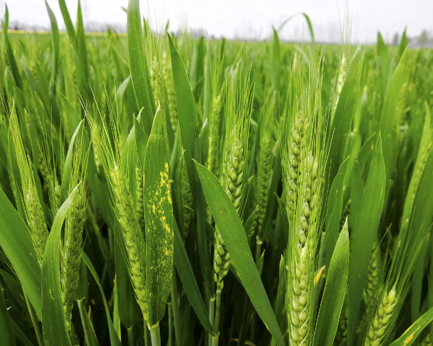 小麦抽穗期 小麦抽穗期