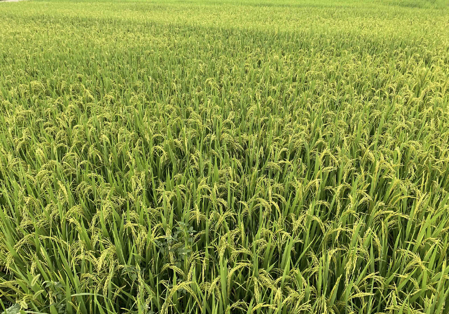 水稻增产方案,水稻 水稻增产方案,水稻