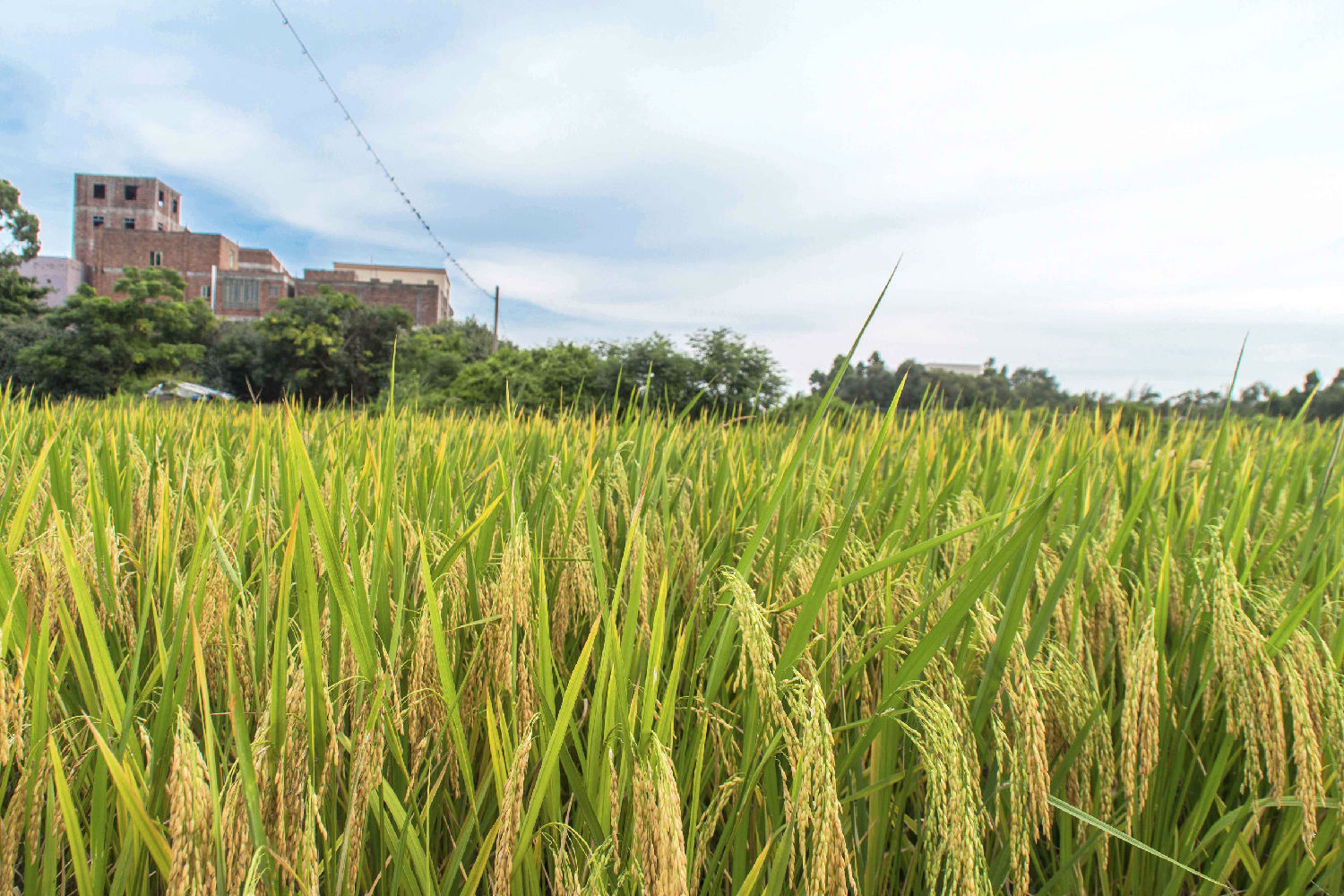水稻增产方案，水稻