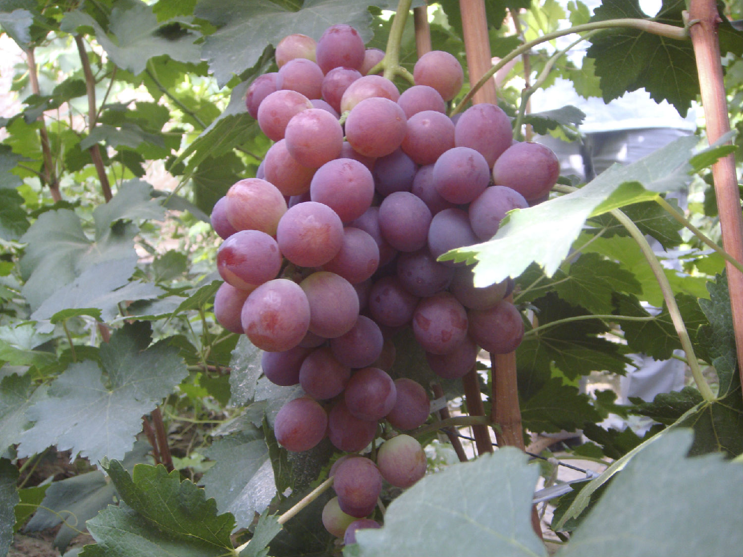 葡萄成熟期