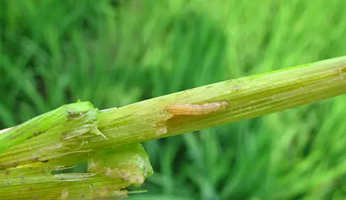 水稻钻心虫 水稻钻心虫