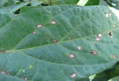 大豆灰斑病 大豆灰斑病