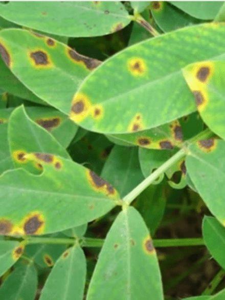 花生叶斑病 花生叶斑病