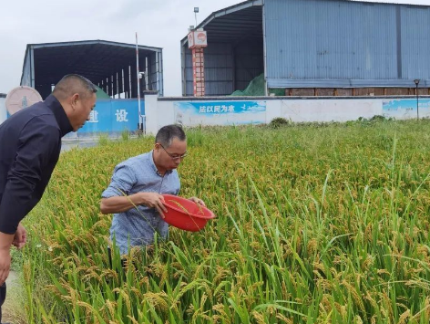 水稻高产 水稻高产