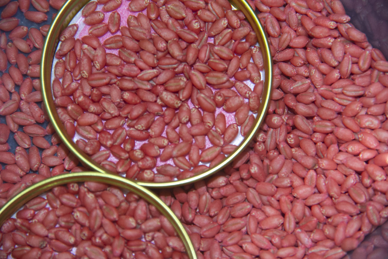 小麦拌种剂 小麦拌种剂