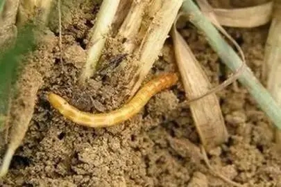 小麦拌种剂 小麦拌种剂