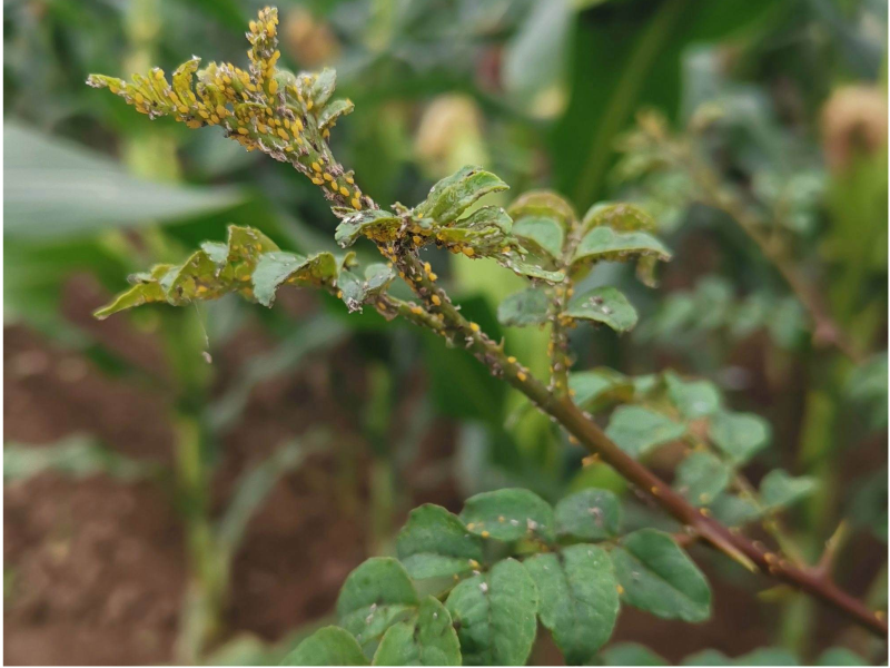 花椒蚜虫 花椒蚜虫