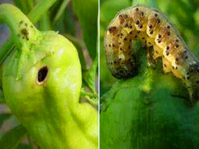 辣椒虫害 辣椒虫害
