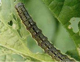 辣椒虫害 辣椒虫害