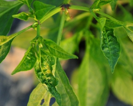 辣椒虫害 辣椒虫害