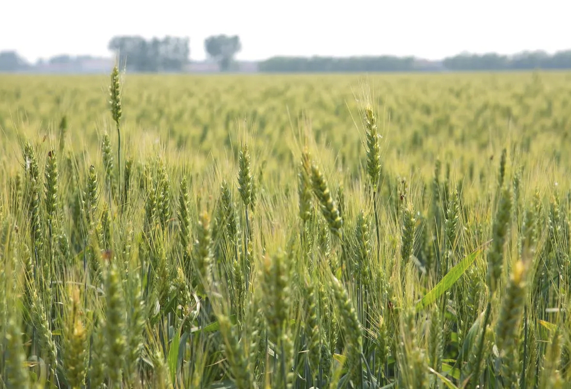 小麦拌种剂 小麦拌种剂