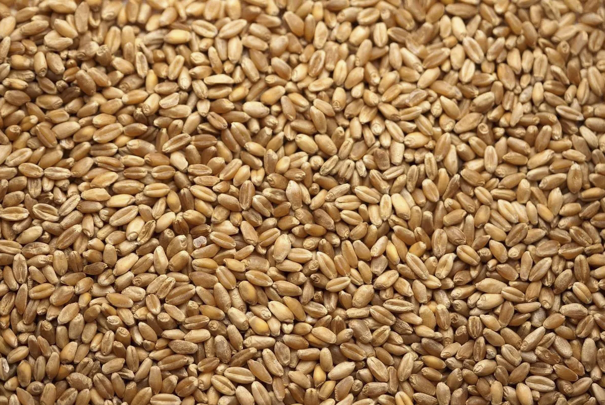 小麦拌种剂