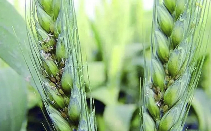 小麦拌种剂 小麦拌种剂