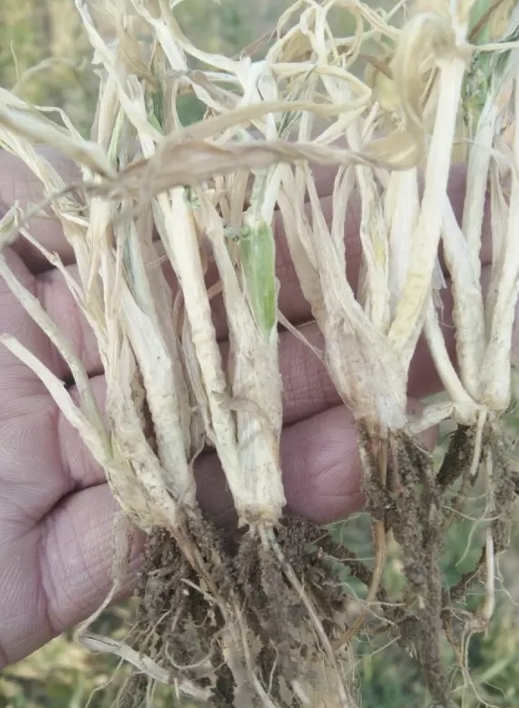 小麦拌种剂 小麦拌种剂