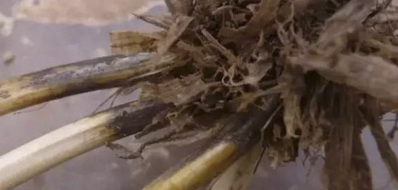 小麦拌种剂 小麦拌种剂