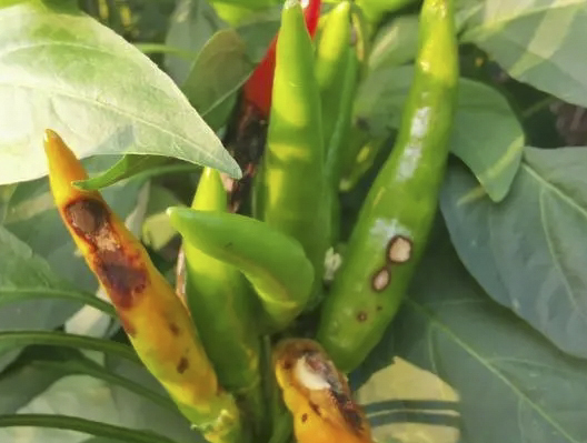 辣椒炭疽病 辣椒炭疽病