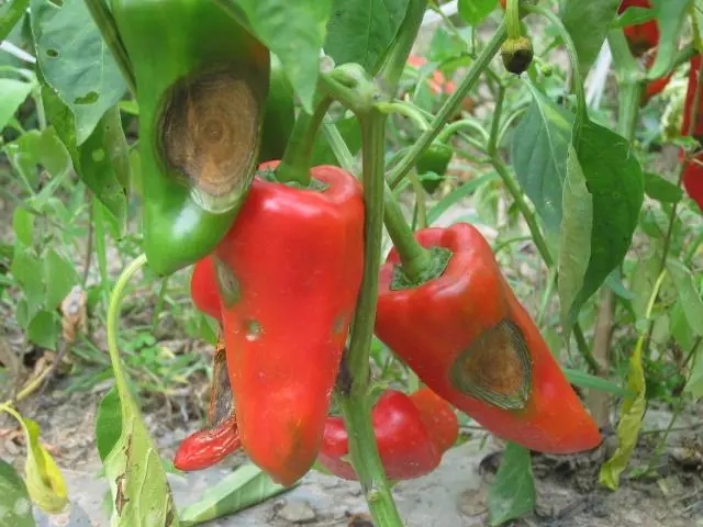 辣椒炭疽病 辣椒炭疽病