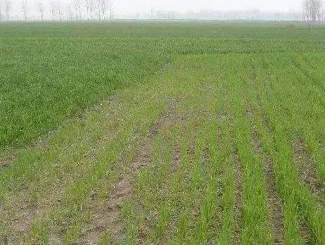 冬小麦除草 冬小麦除草