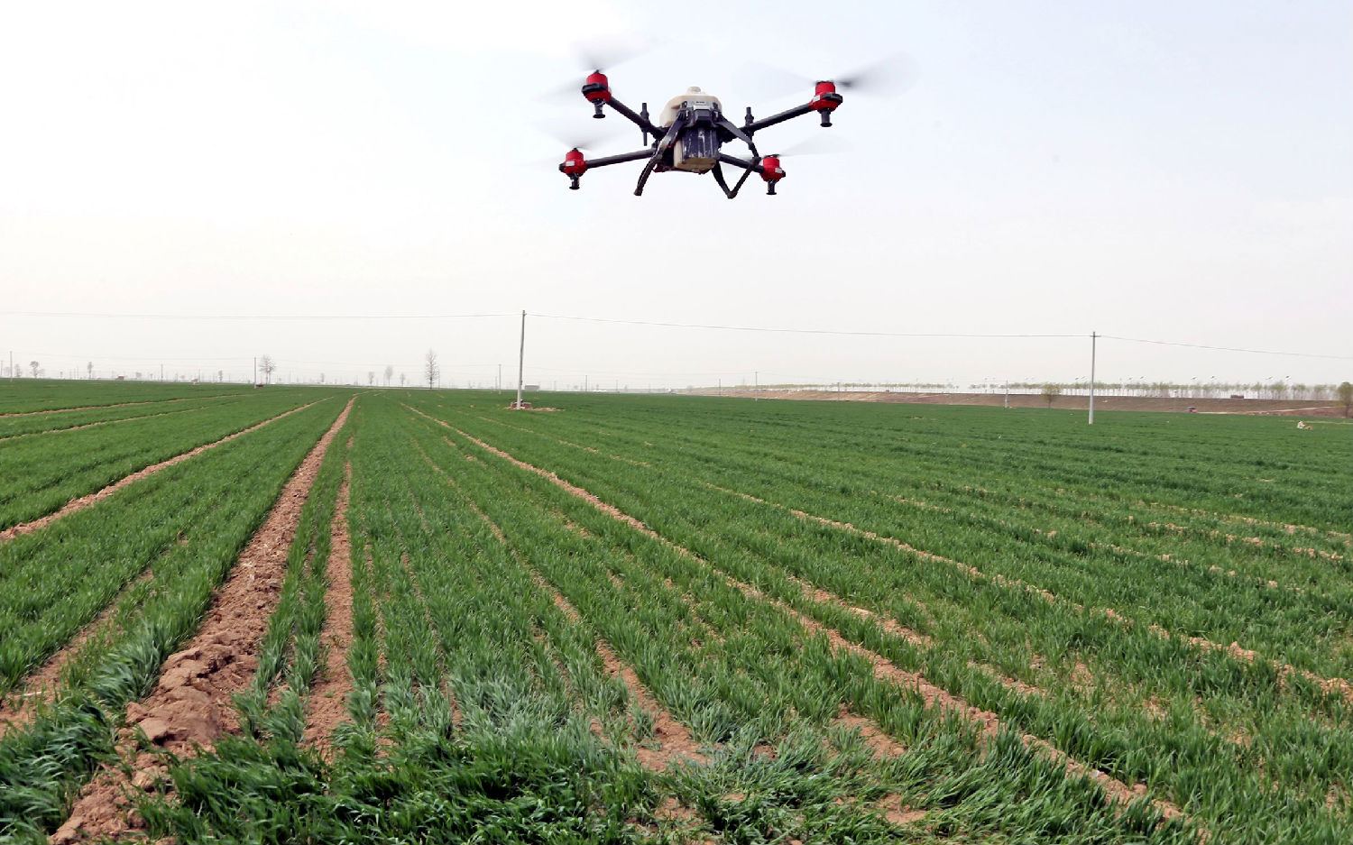 冬小麦除草 冬小麦除草