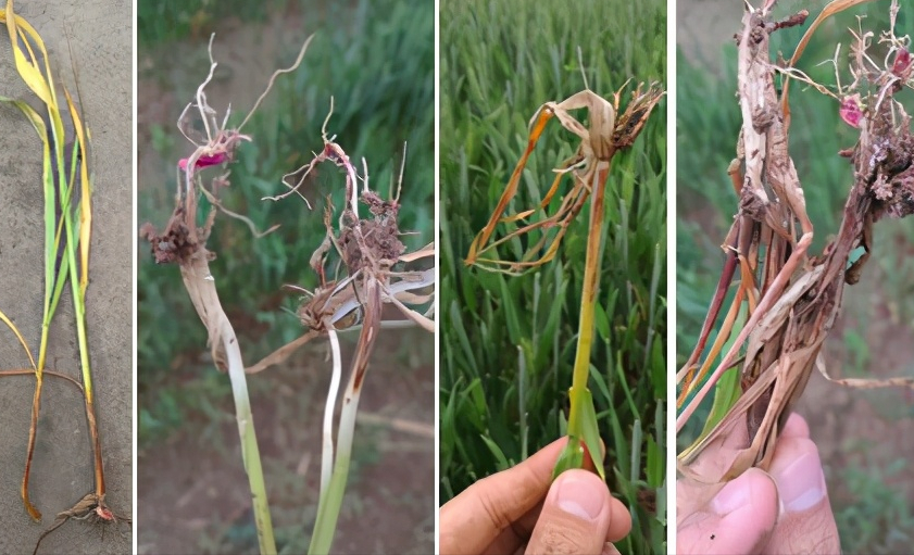 小麦茎基腐病