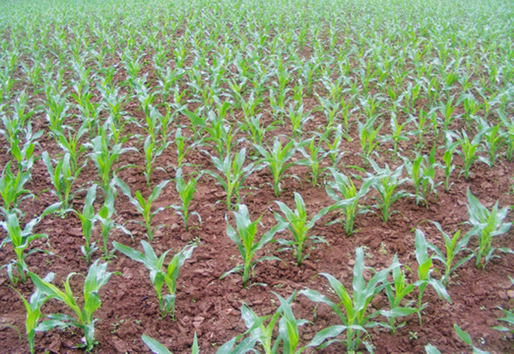 促进小麦分蘖-领先化工小麦