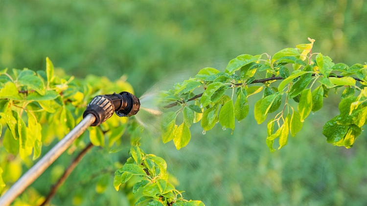 海藻肥好用么?海藻肥有哪些作用-领先化工水溶肥海藻