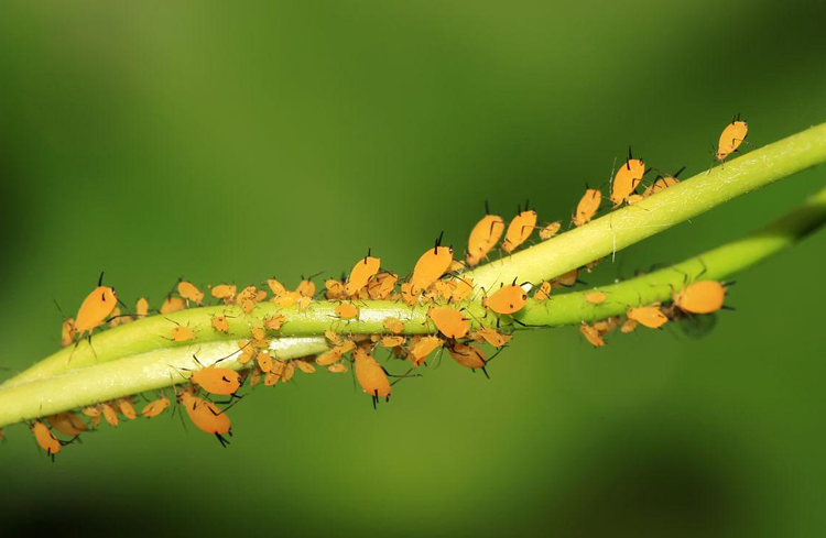 小麦蚜虫防治办法吸浆虫危害-领先化工蚜虫