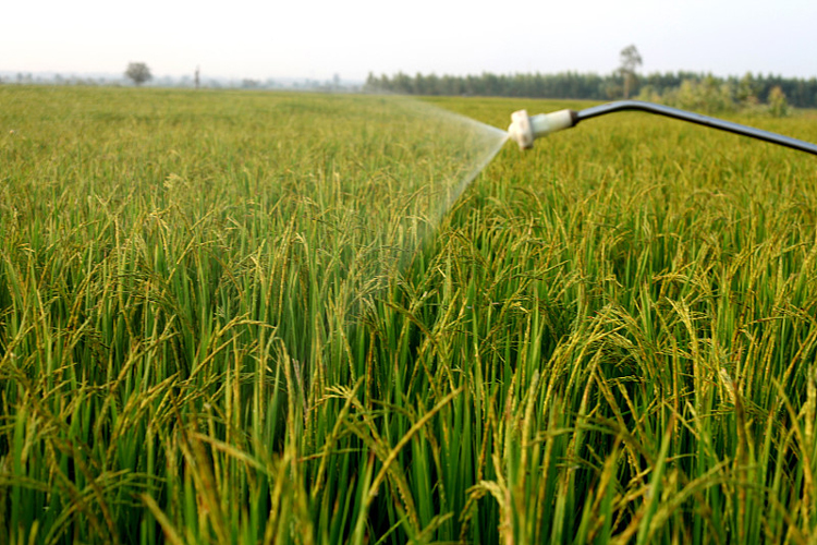小麦控旺调节小麦品种-领先化工控旺剂批发